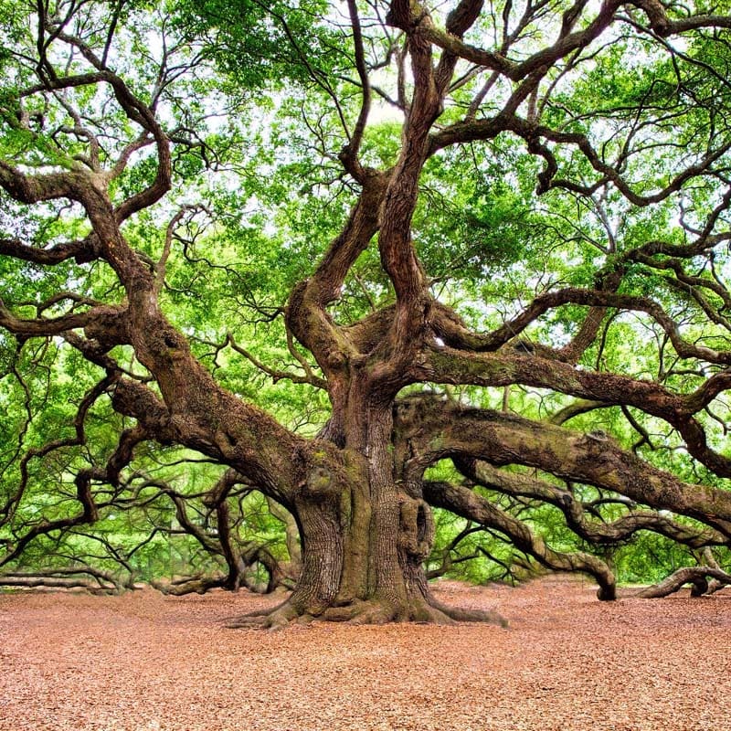 Der Baum als Sinnbild der vielfältigen Behandlungsmöglichkeiten bei psychischen Erkrankungen